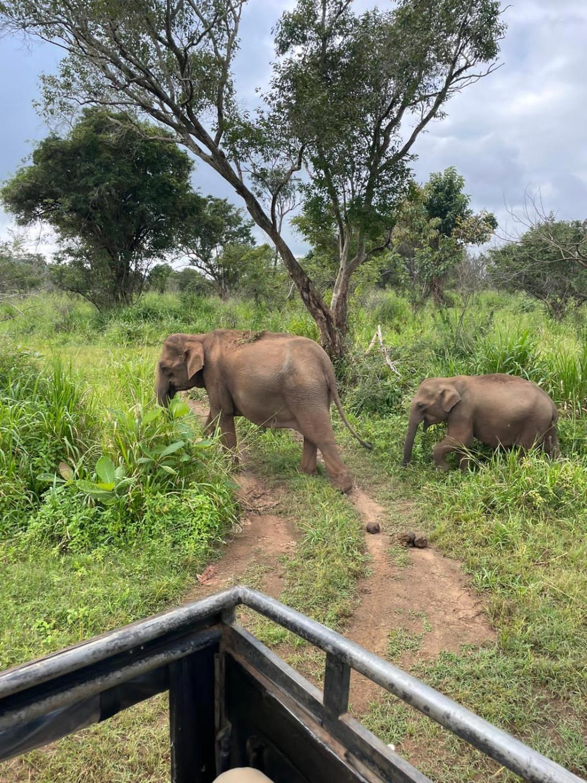 Elephant Safari Lodge Sigiriya Junction Habarana Bagian luar foto